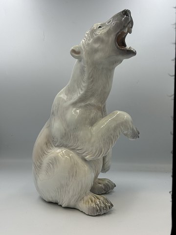 Dahl Jensen Brølende Isbjørn