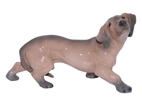 Hunde<br>Royal ...