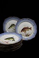 12 stk. Royal Copenhagen middags tallerken dekoreret med fiskemotiver 
Dia.:24,5cm. RC# 19/3002...