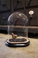 Decorative, old oval French glass Dome / Globe on black wooden base 
for display. Total H: 30cm...