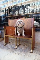 vare nr: Fibrocit biografstole