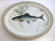 Royal Copenhagen. Fauna Danica, fish. Oval serving platter. Model # 19 - 3520. 
Length 47 cm. Width 36 cm. (2 quality). Salmo salar