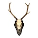 Hunting trophy Red Deer