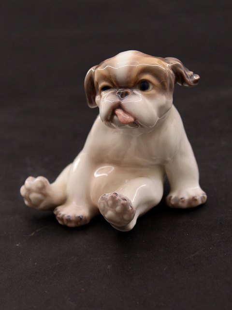 Dahl Jensen, pekingeserhvalp 1134