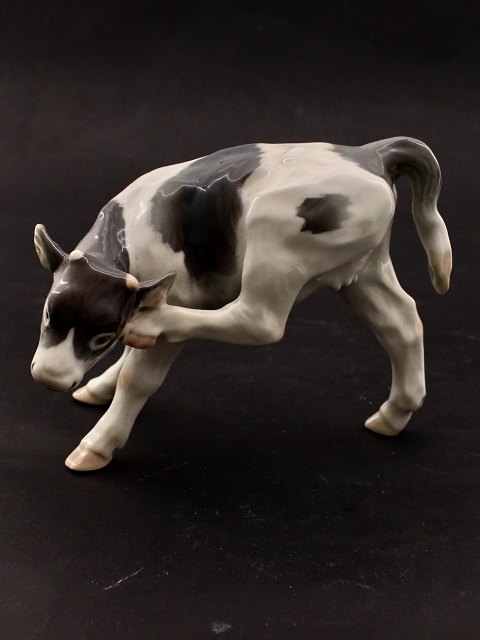 Royal Copenhagen calf 432